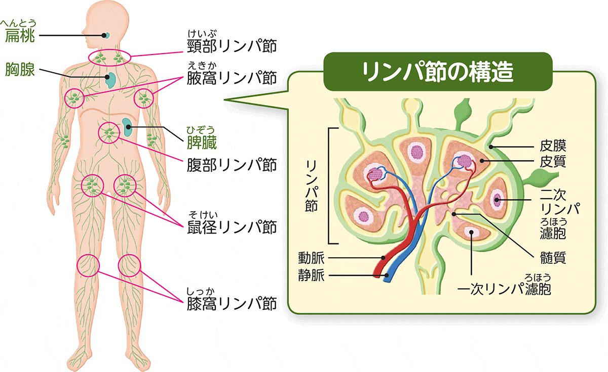 リンパ節の構造の図