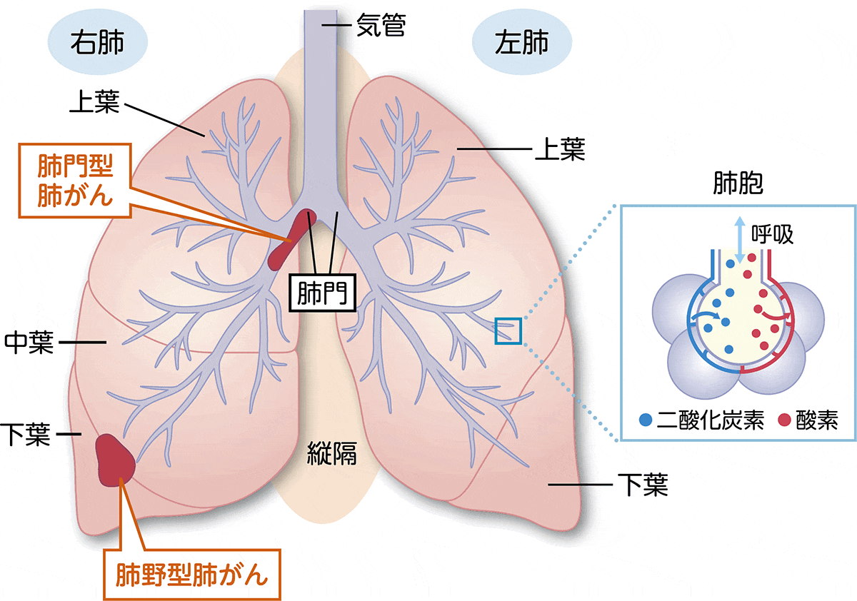 肺の構造の図