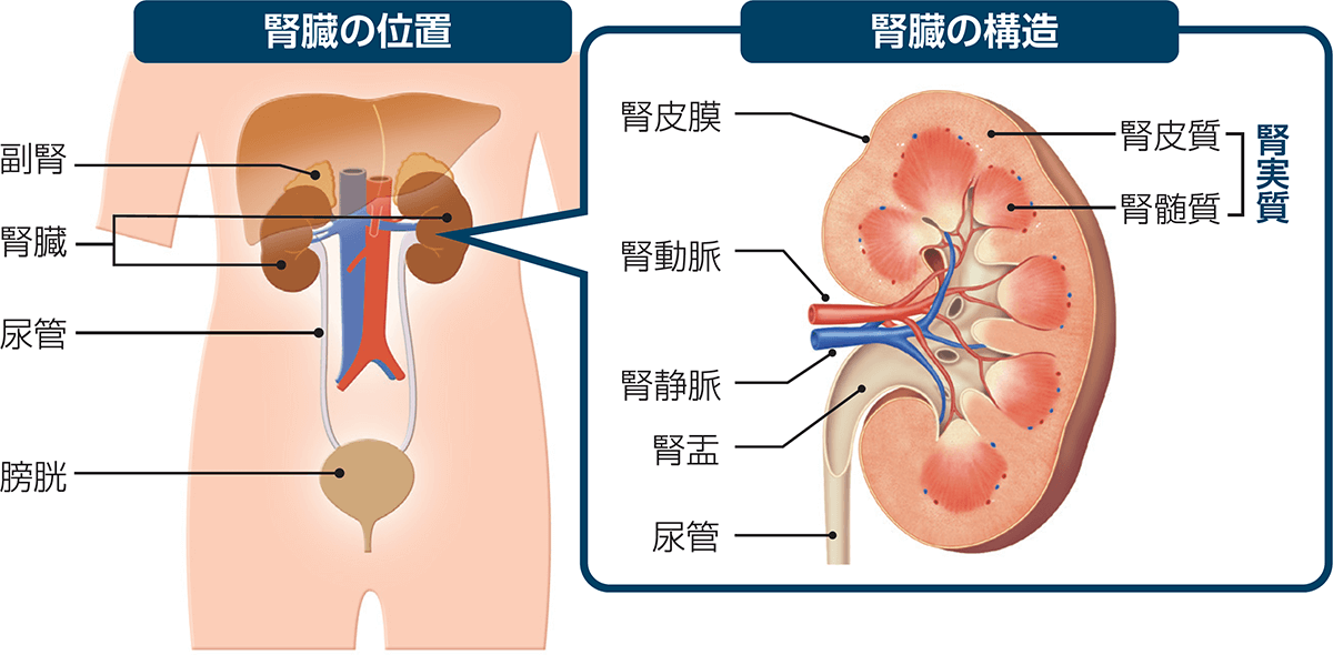 腎臓の位置と構造の図