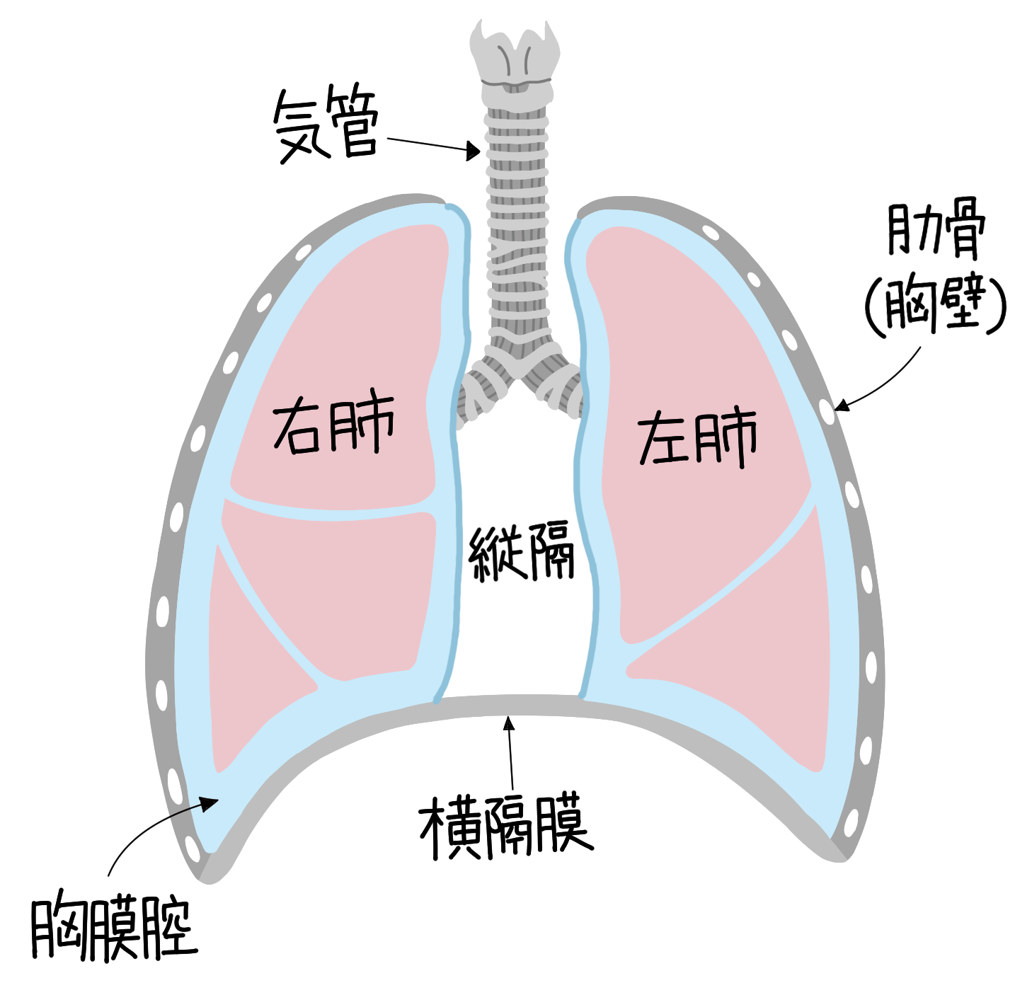 胸膜腔と胸水