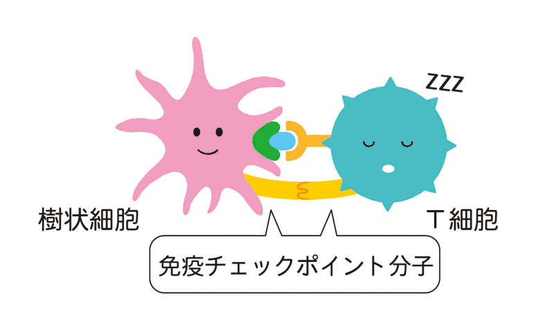 T細胞の表面にある免疫チェックポイント分子に「攻撃やめ！」の指令が入り、免疫反応が抑制される